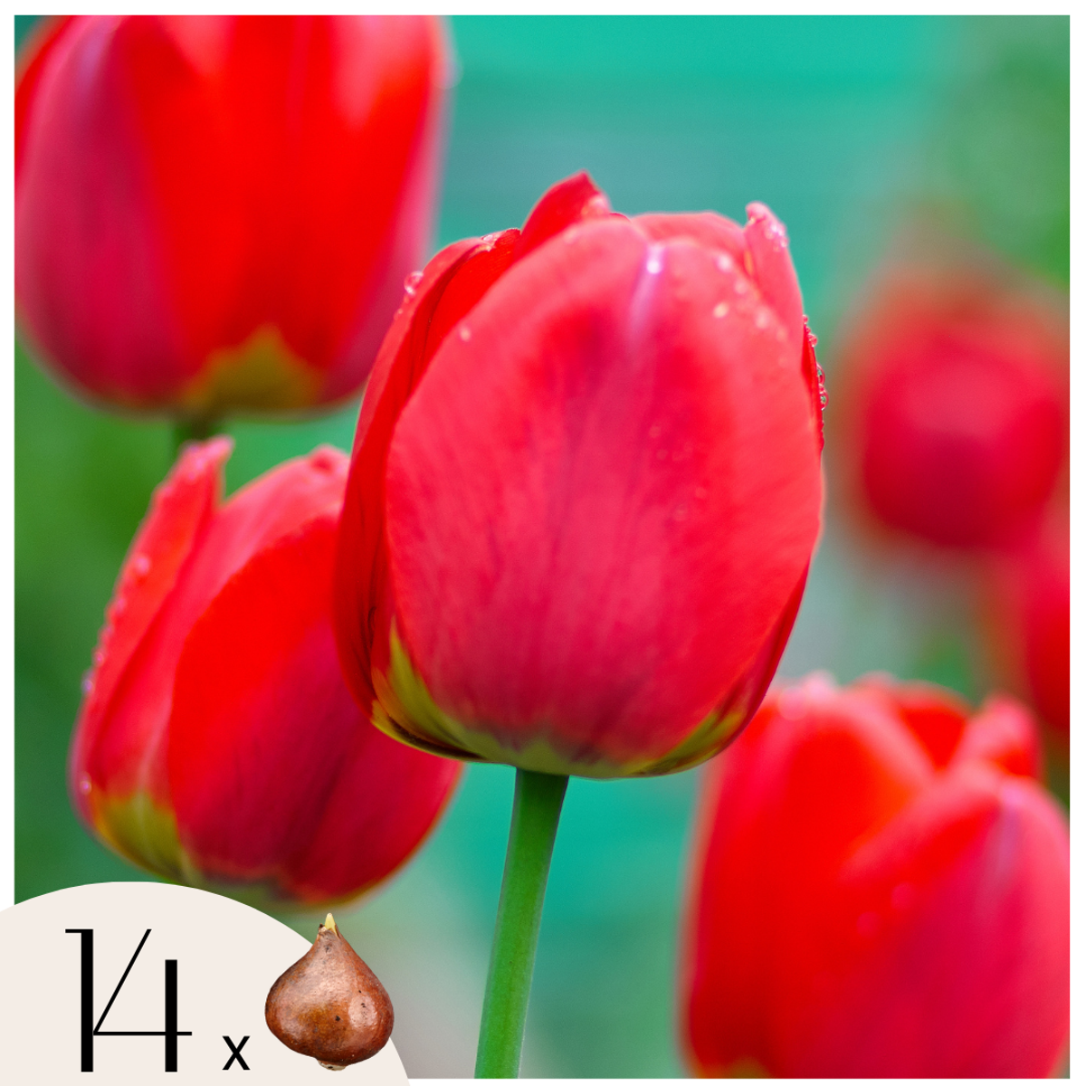 Florastore Tulip Bulbs - 14 Pcs. - Tulipa 'Red Impression' - Flower Bulbs - Red