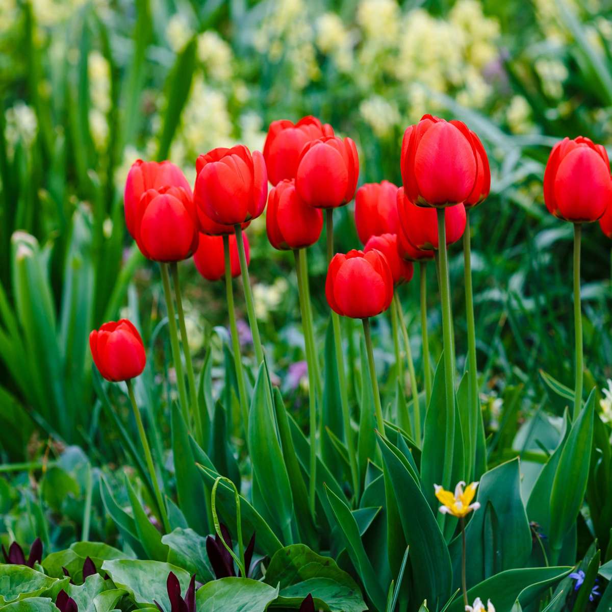 Florastore Tulip Bulbs - 14 Pcs. - Tulipa 'Red Impression' - Flower Bulbs - Red