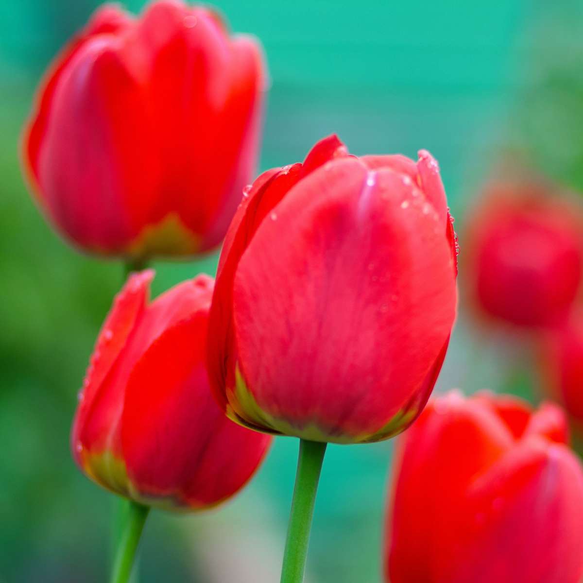 Florastore Tulip Bulbs - 14 Pcs. - Tulipa 'Red Impression' - Flower Bulbs - Red