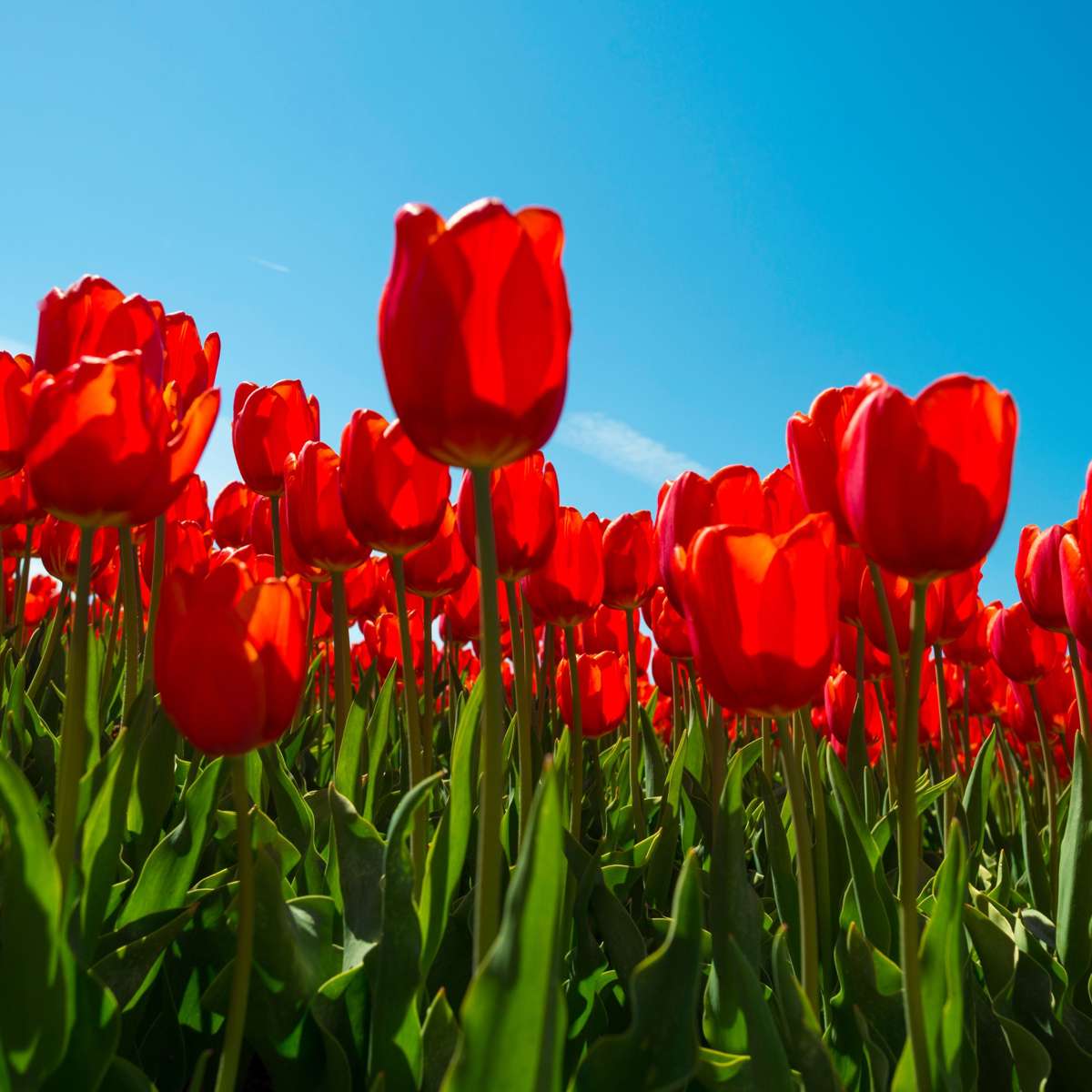 Florastore Tulip Bulbs - 14 Pcs. - Tulipa 'Red Impression' - Flower Bulbs - Red