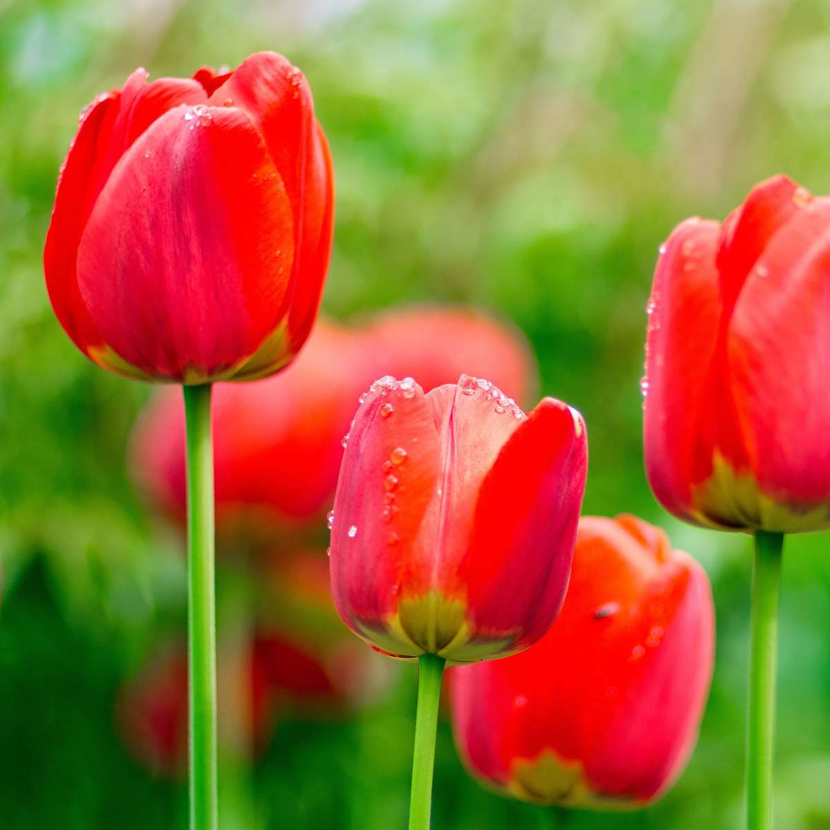 Florastore Tulip Bulbs - 14 Pcs. - Tulipa 'Red Impression' - Flower Bulbs - Red