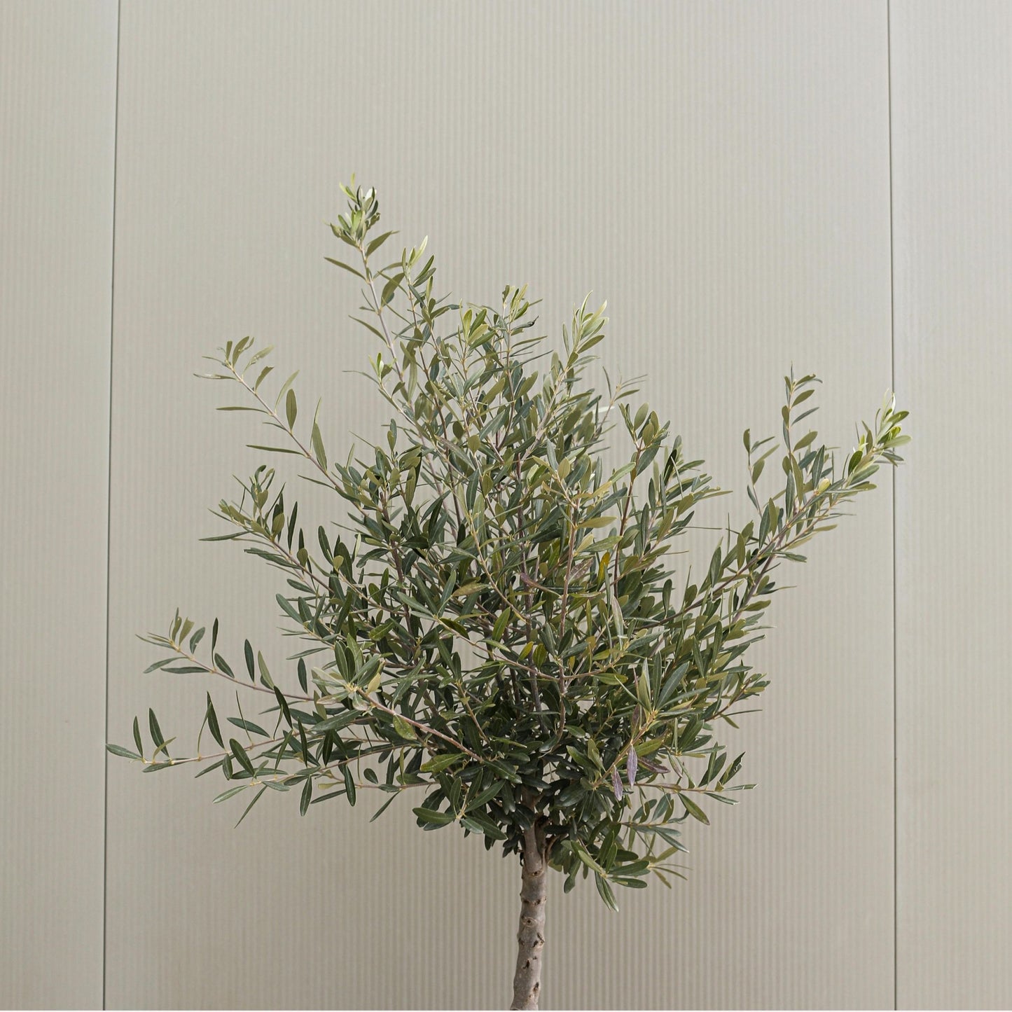 XL Olive Trees