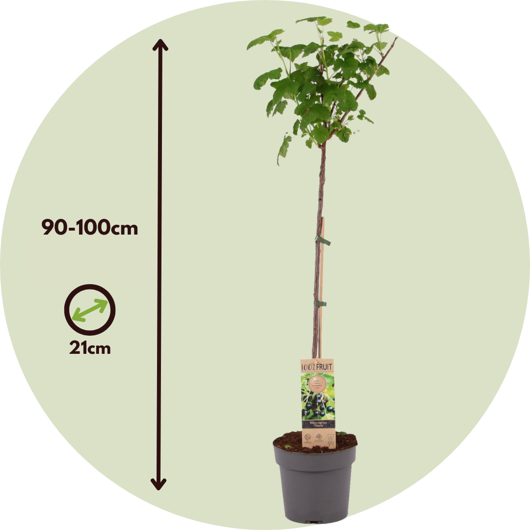 Blackcurrant plant  Height 90-100cm