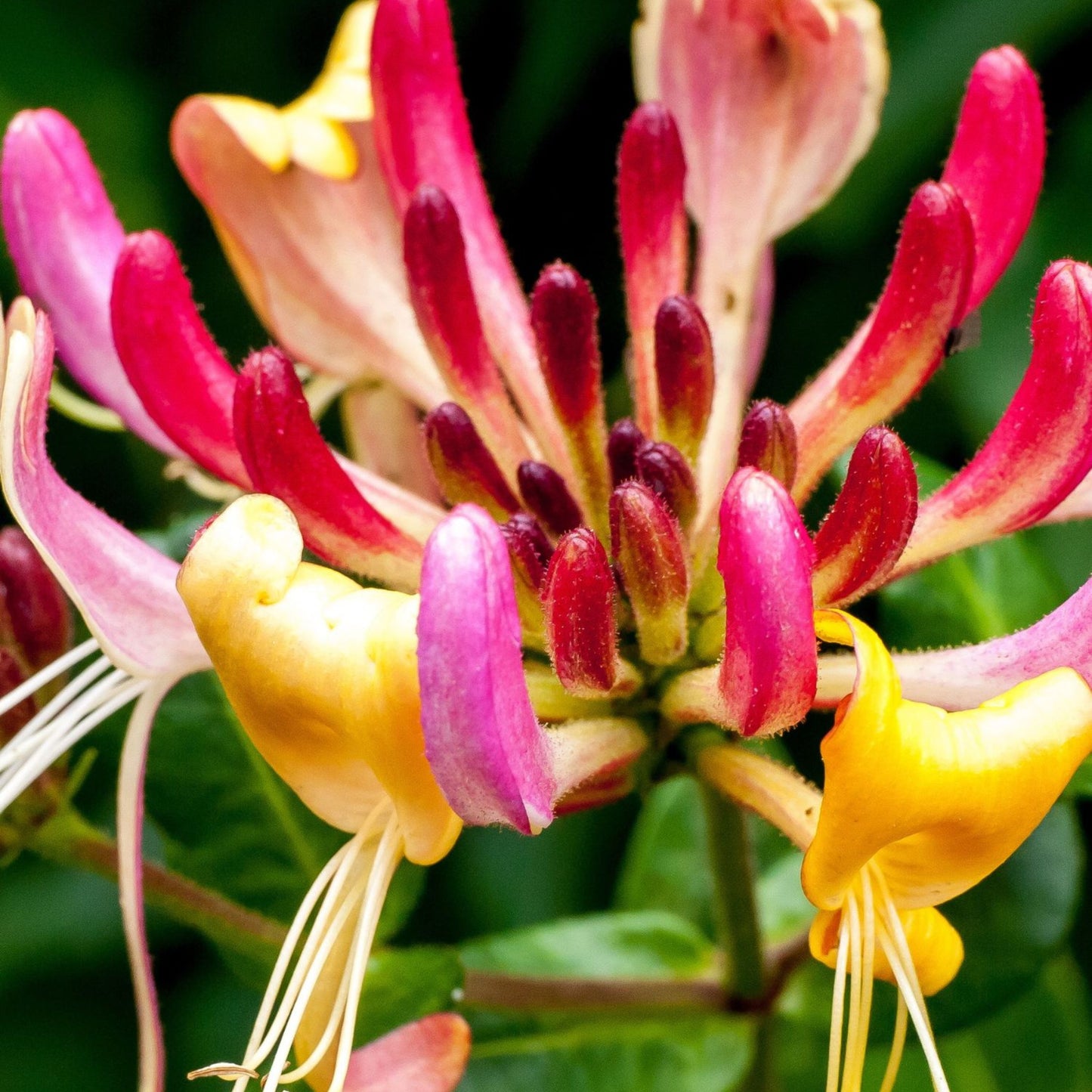 Honeysuckle -  'American Beauty'