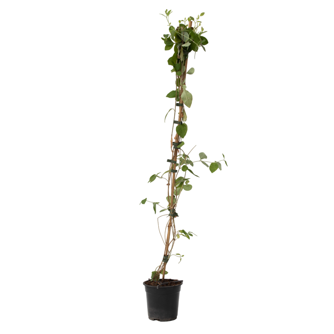 Honeysuckle -  'American Beauty'