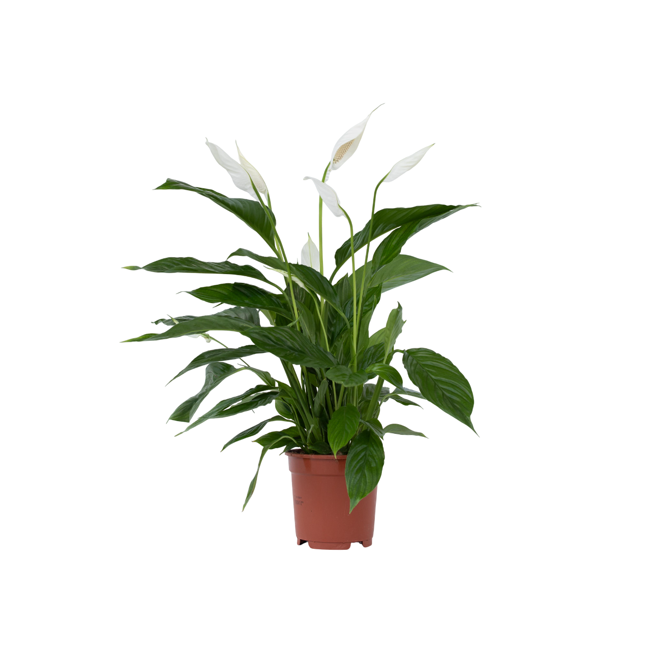 Peace Lilly