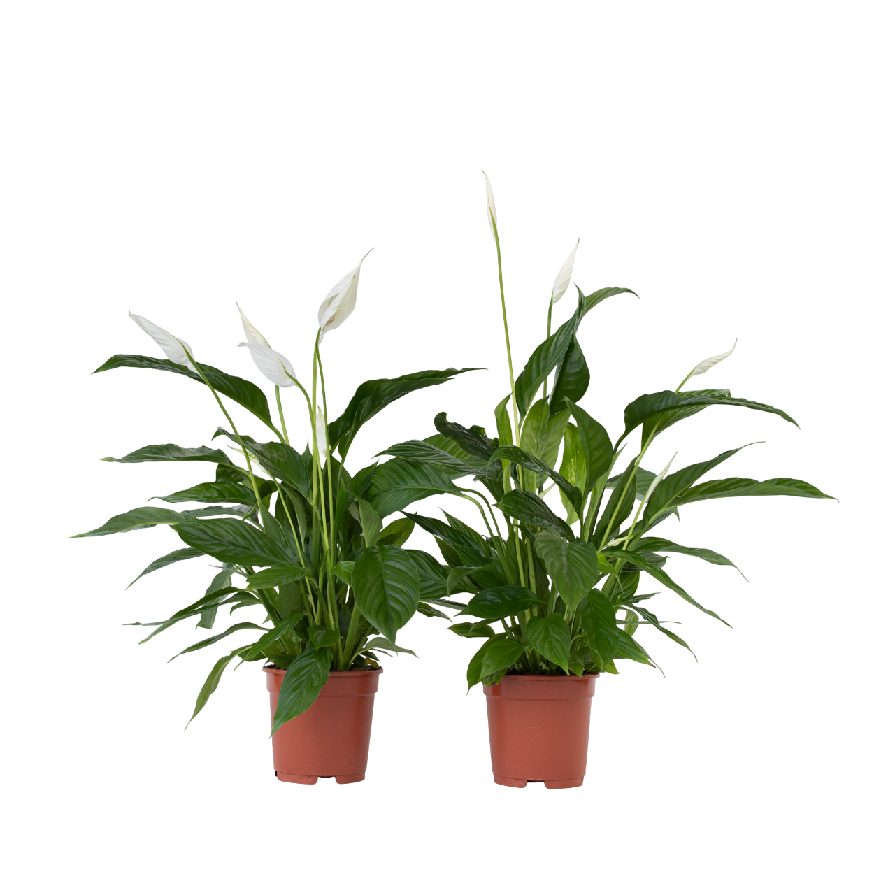 Peace Lilly