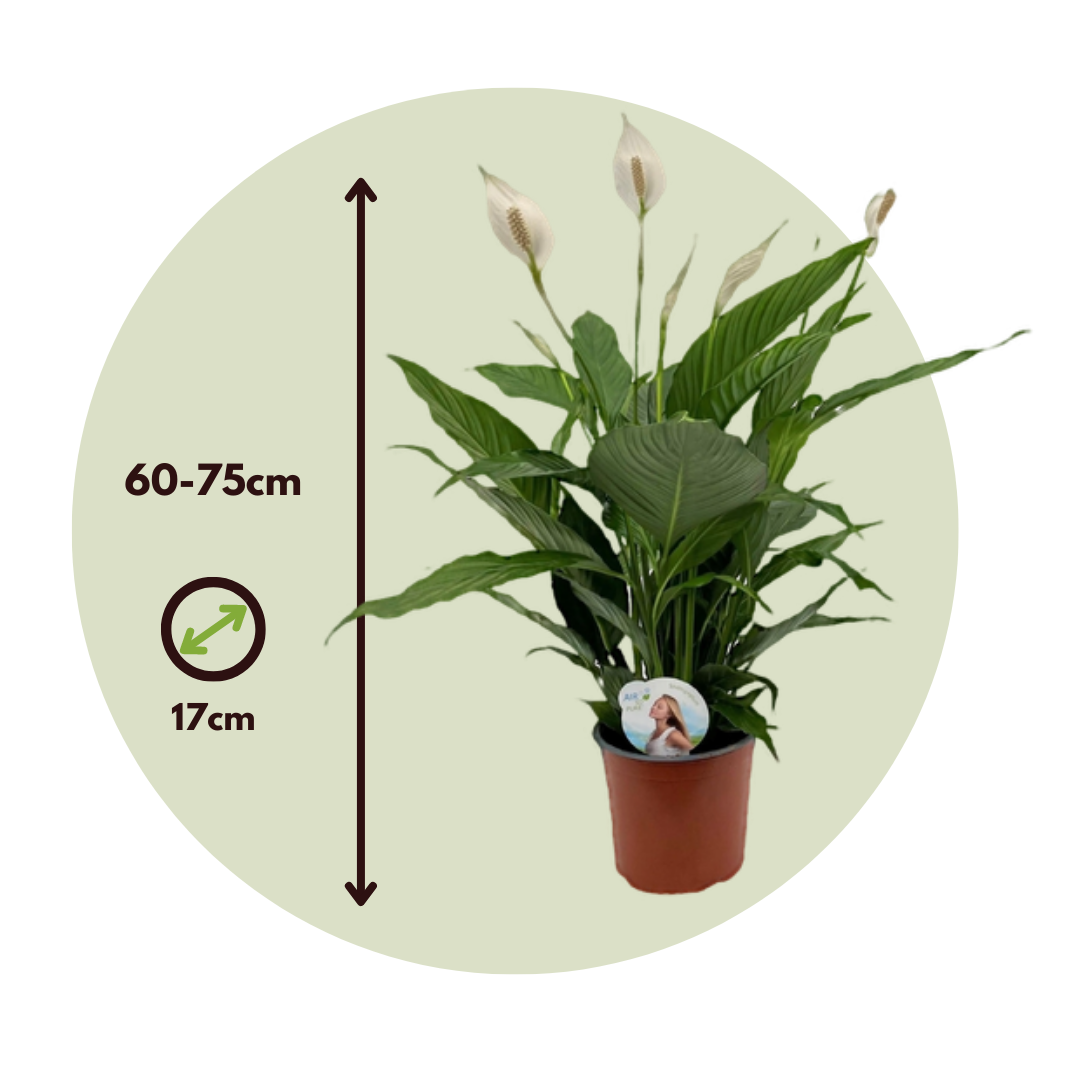 Peace Lilly