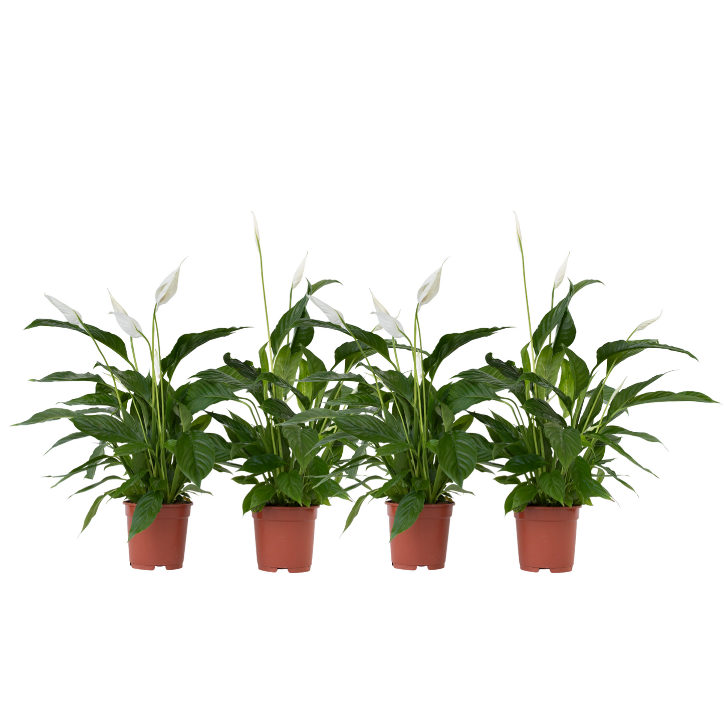Peace Lilly
