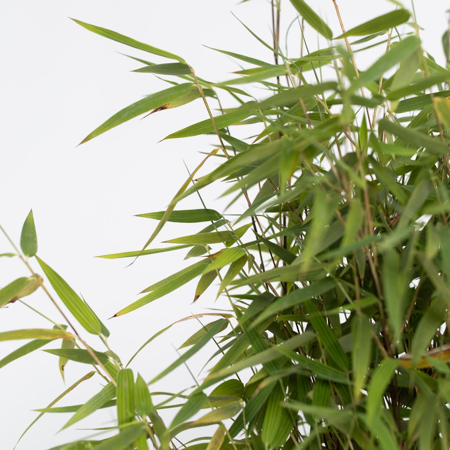 Chinese fountain bamboo -'Red Dragon' - Height 60-80cm