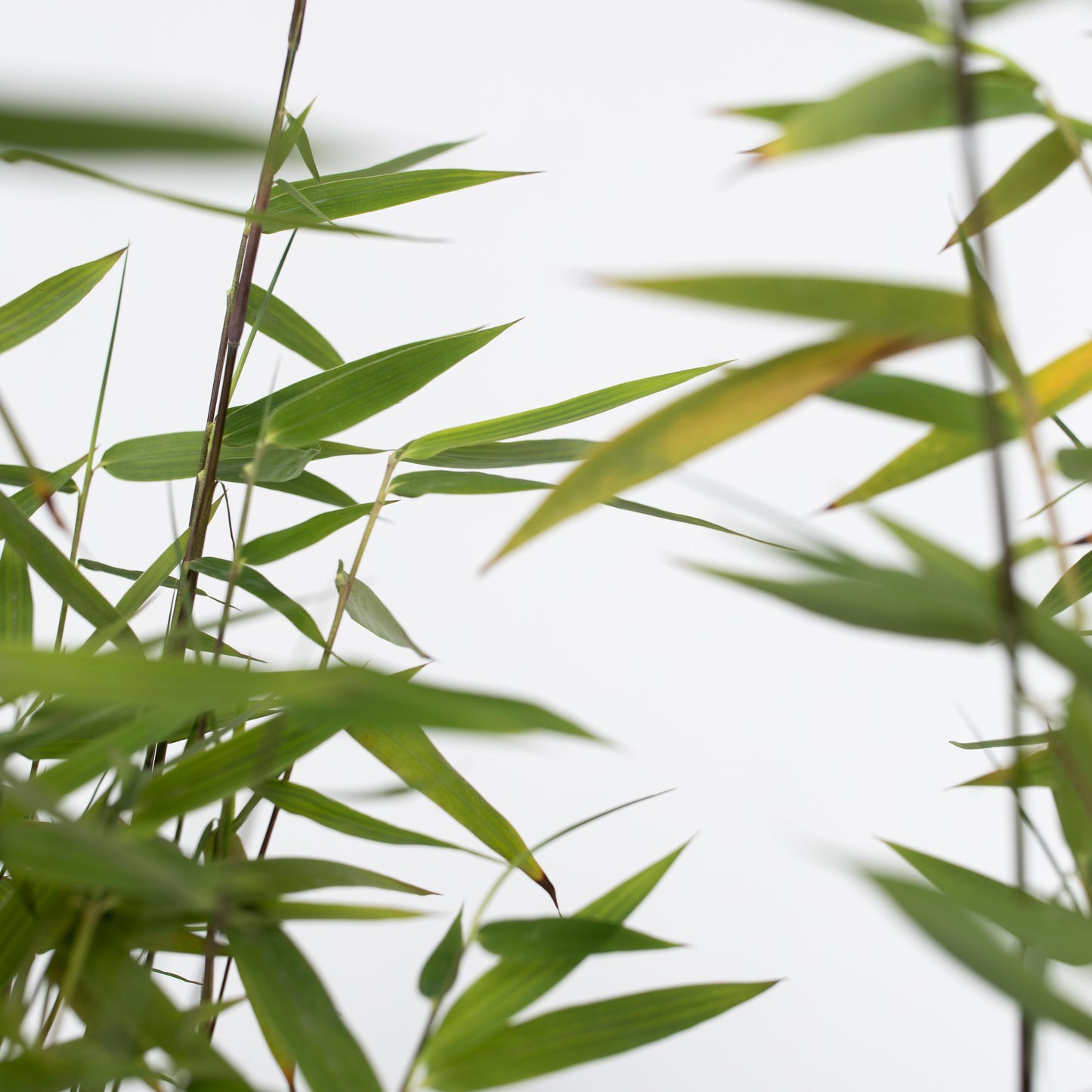Chinese fountain bamboo -'Red Dragon' - Height 60-80cm