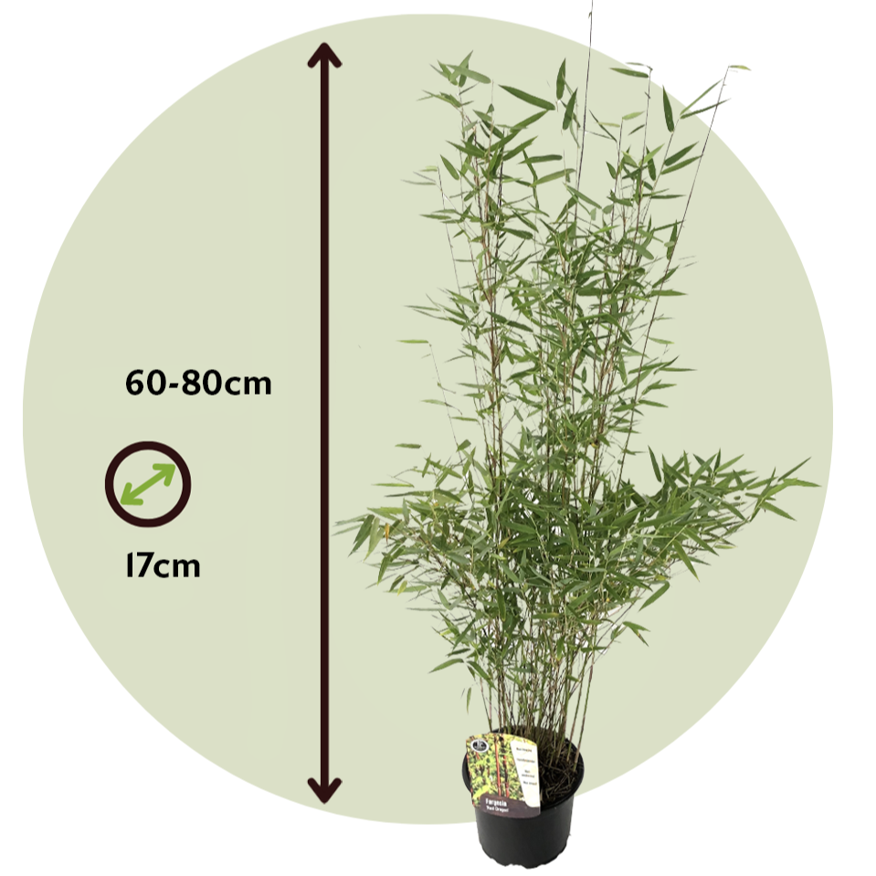 Chinese fountain bamboo -'Red Dragon' - Height 60-80cm