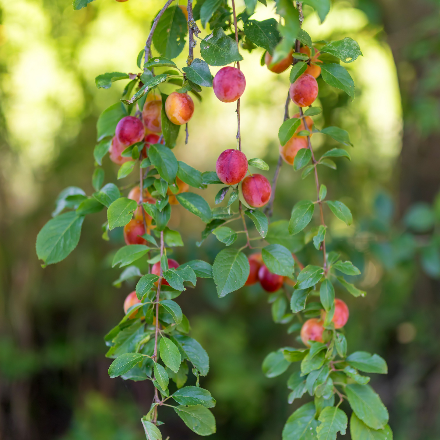 Fruit Tree Mix - Cherry, Plum, Pear & Apple