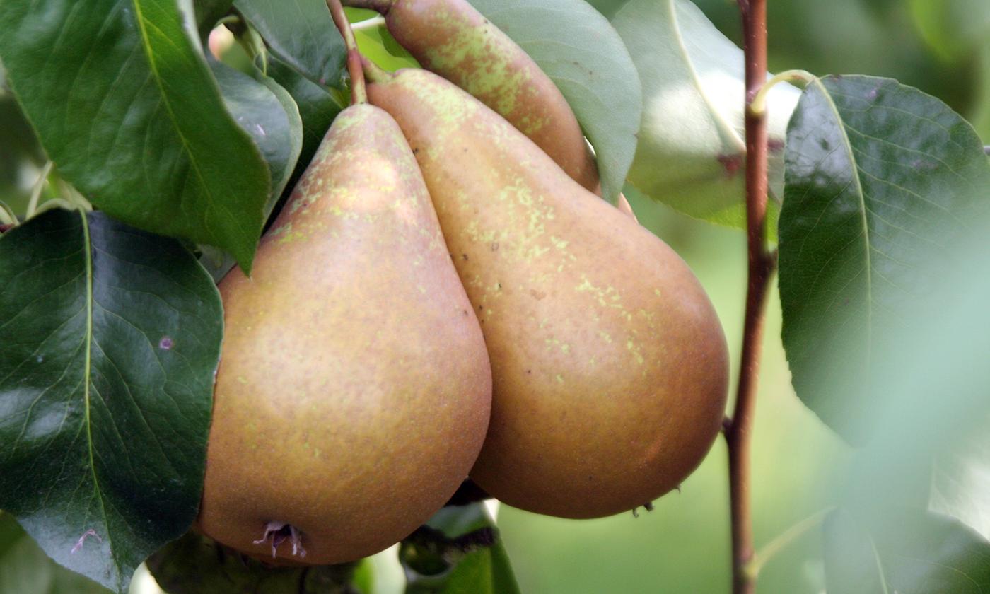 Fruit Tree Mix - Cherry, Plum, Pear & Apple