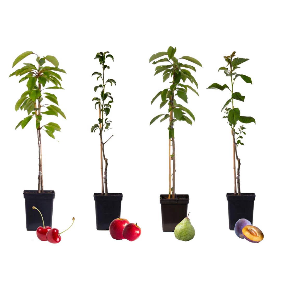 Fruit Tree Mix - Cherry, Plum, Pear & Apple