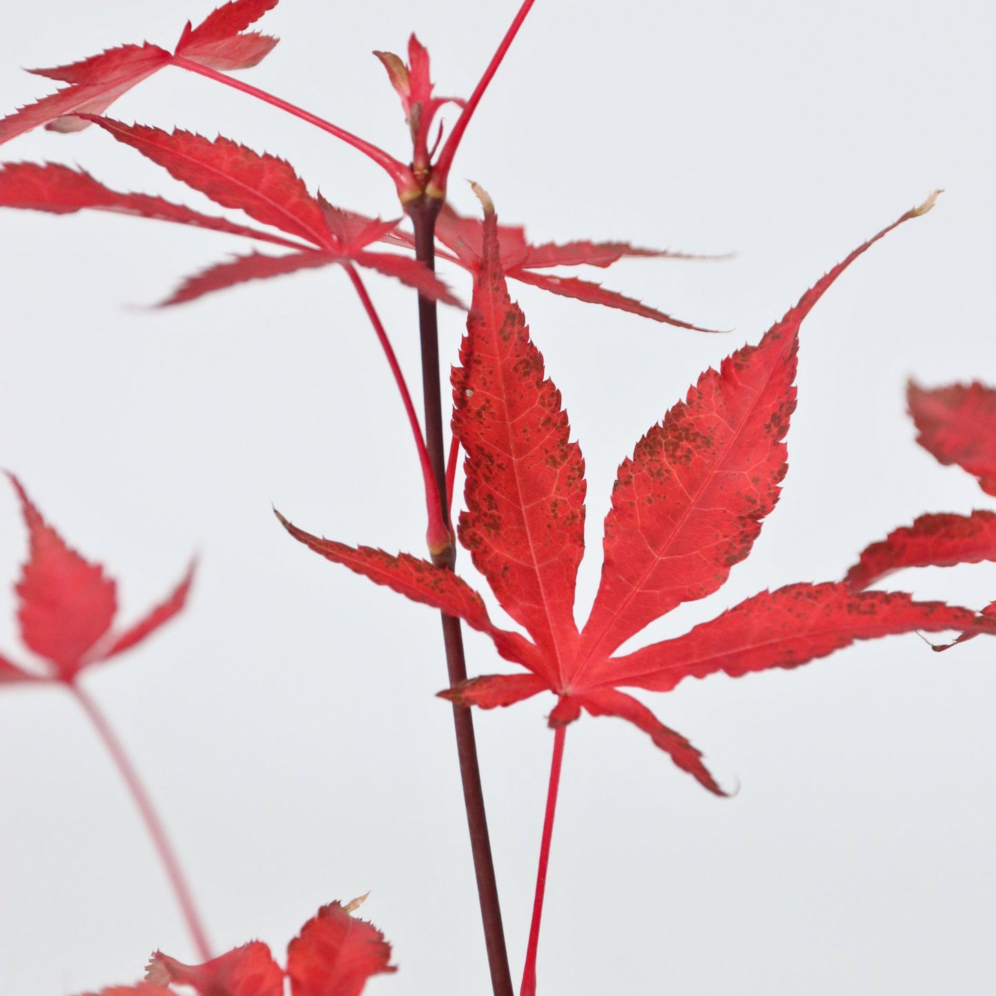 Japanese maple - Acer palmatum 'Atropurpureum'
