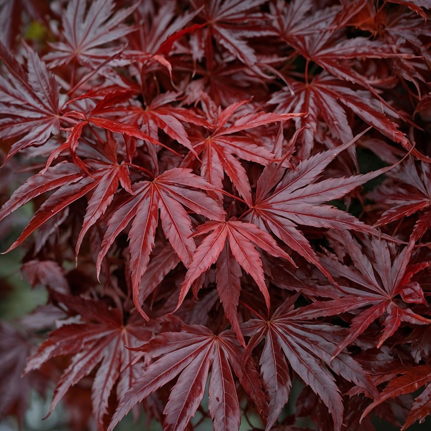 Japanese maple - Acer palmatum 'Atropurpureum'
