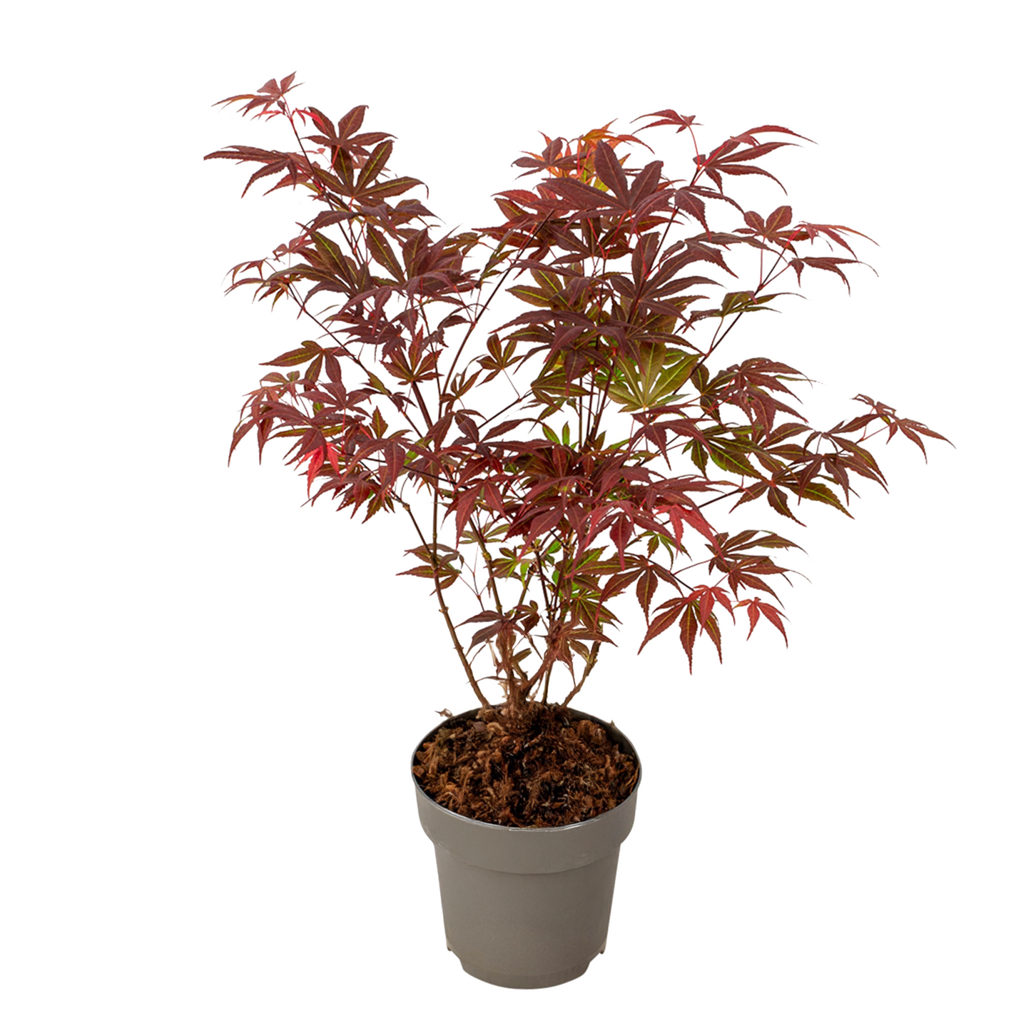 Japanese maple - Acer palmatum 'Atropurpureum'