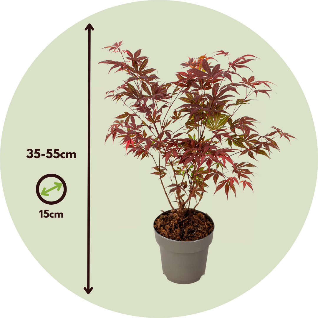 Japanese maple - Acer palmatum 'Atropurpureum'