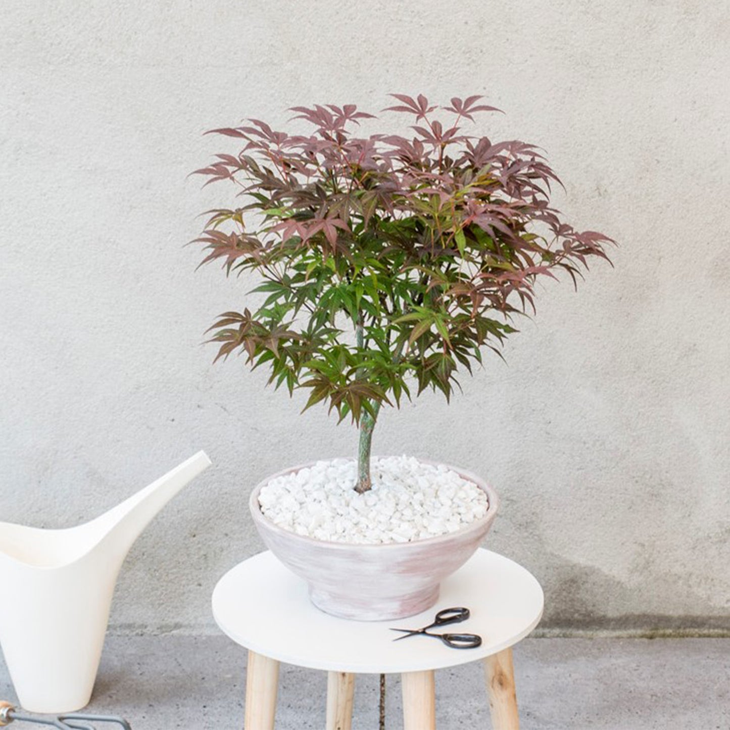 Japanese maple - Acer palmatum 'Atropurpureum'