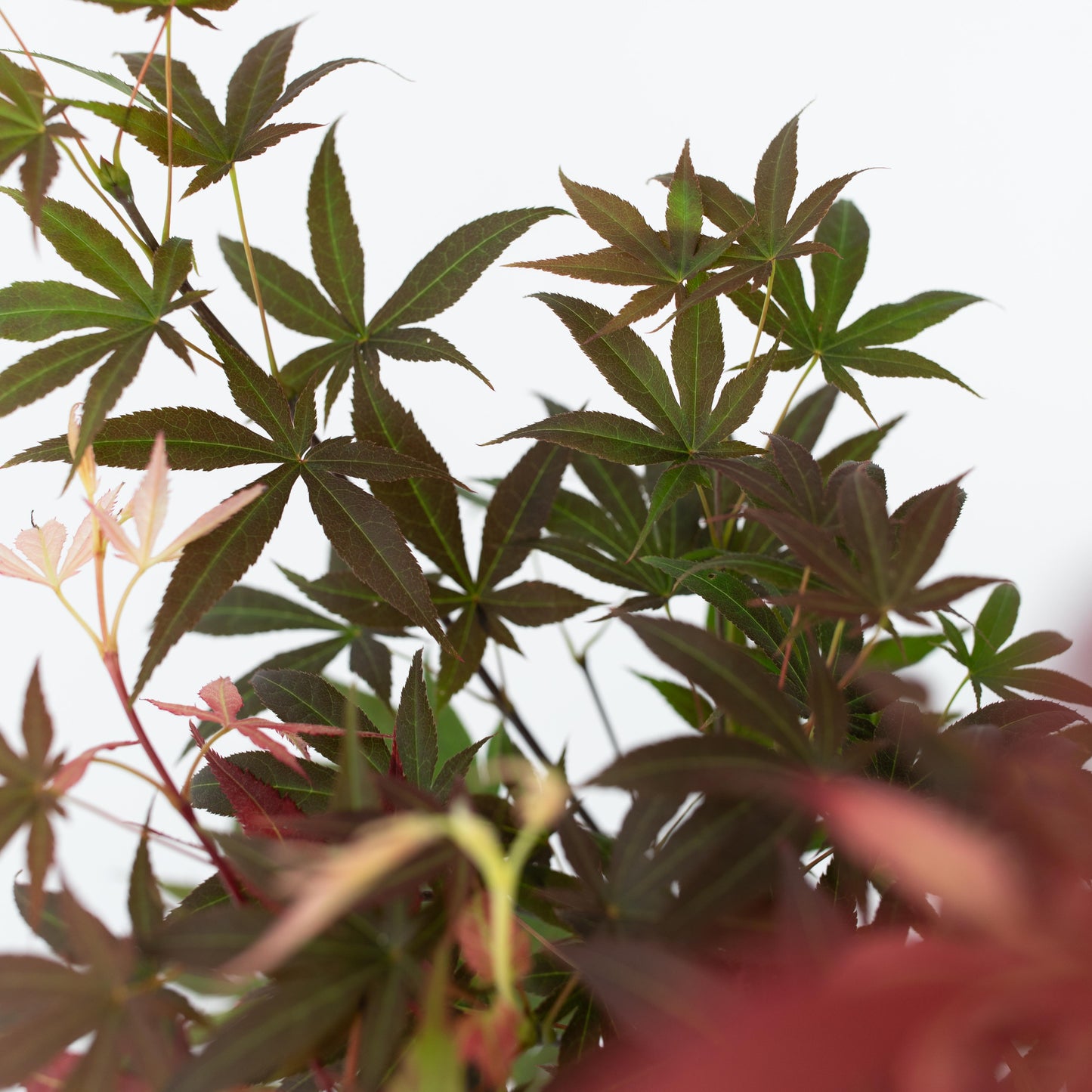 Japanese maple - Acer palmatum 'Atropurpureum'