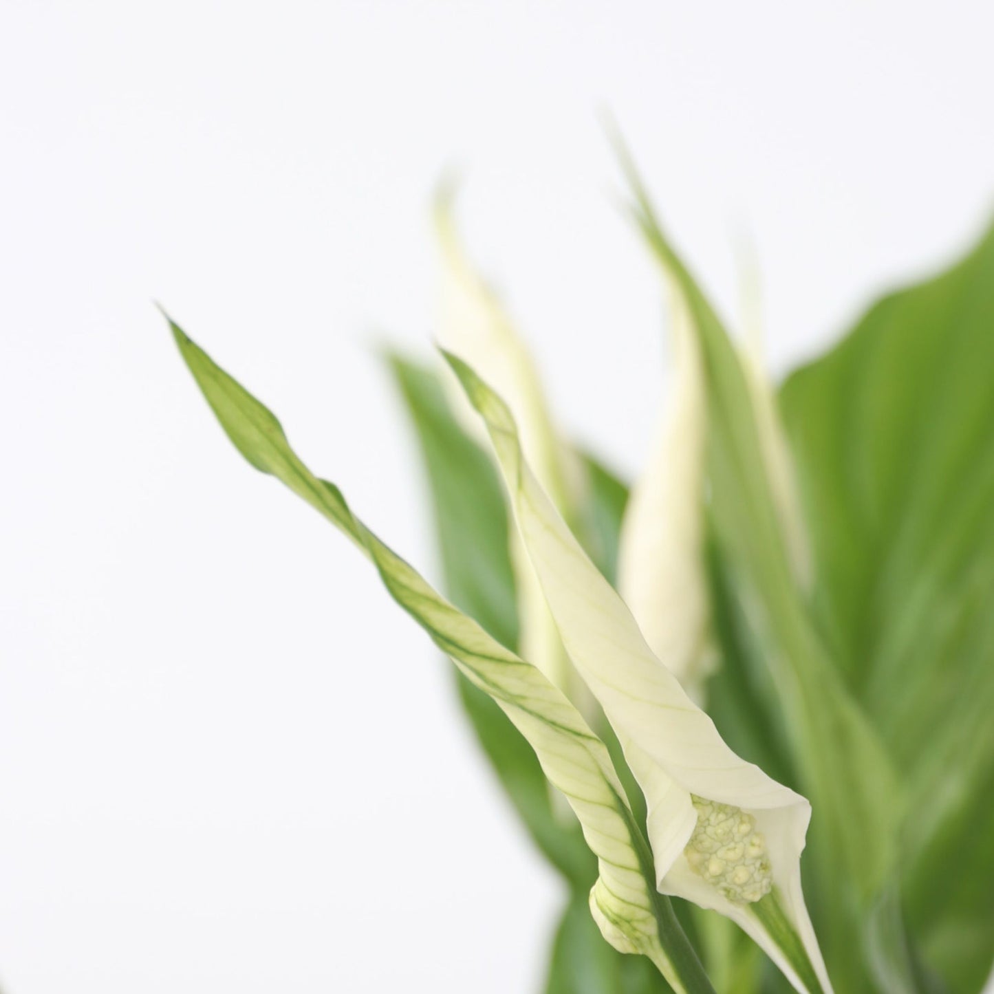Peace Lilly