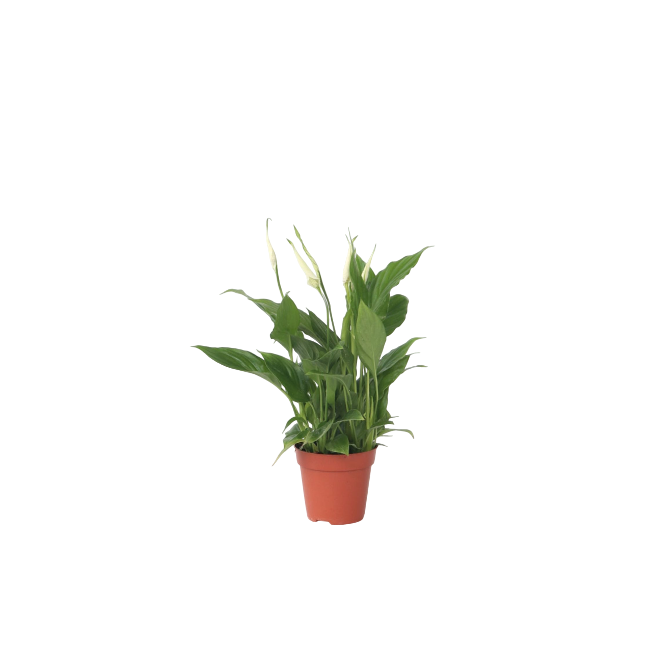 Peace Lilly