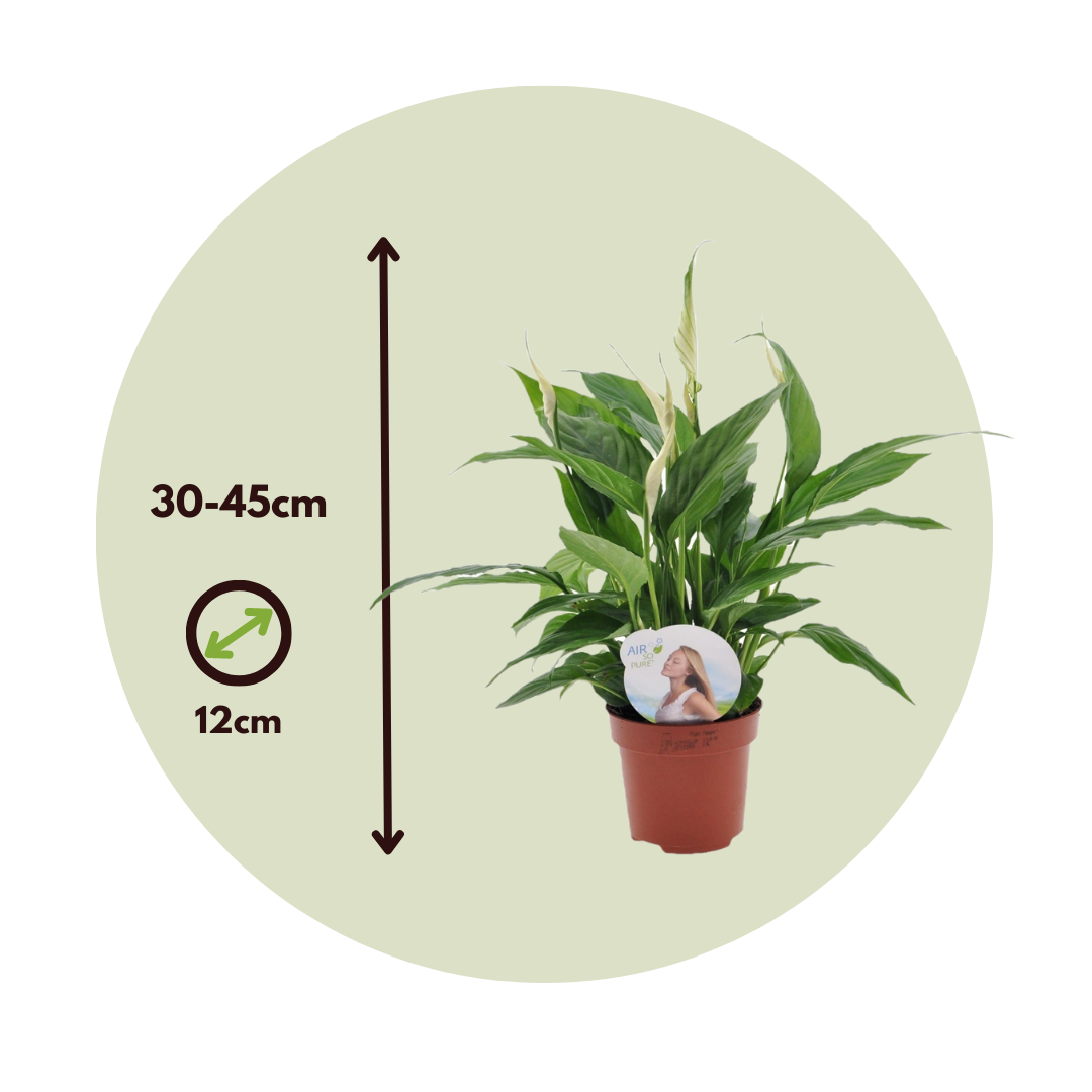 Peace Lilly