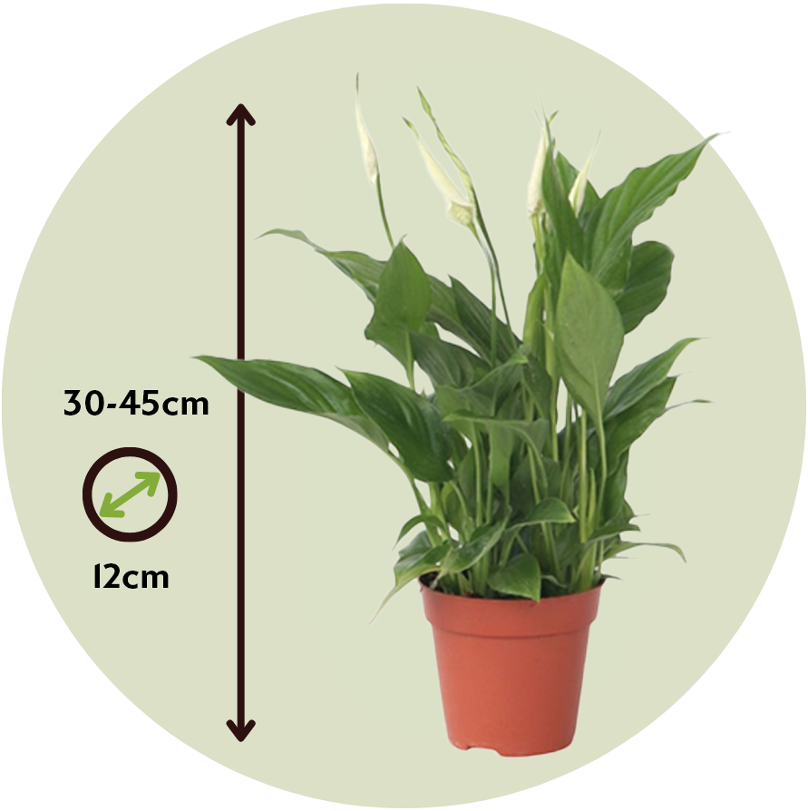 Peace Lilly