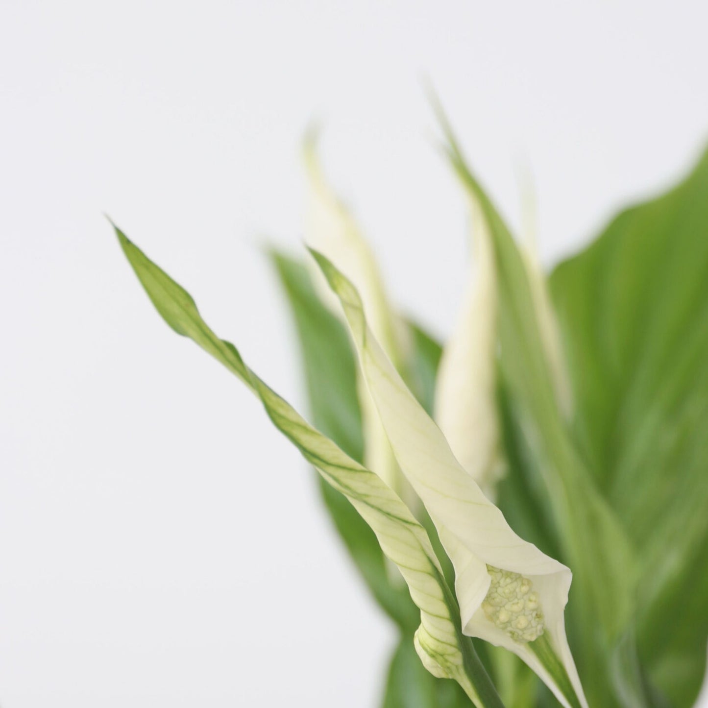Peace Lilly