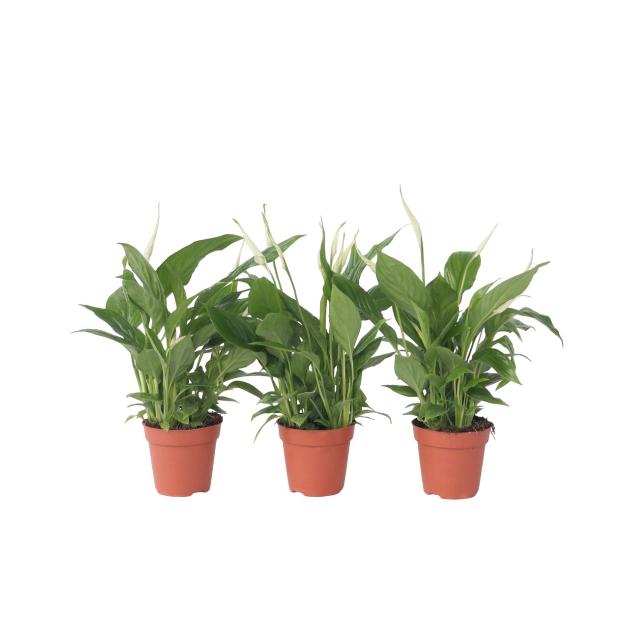 Peace Lilly