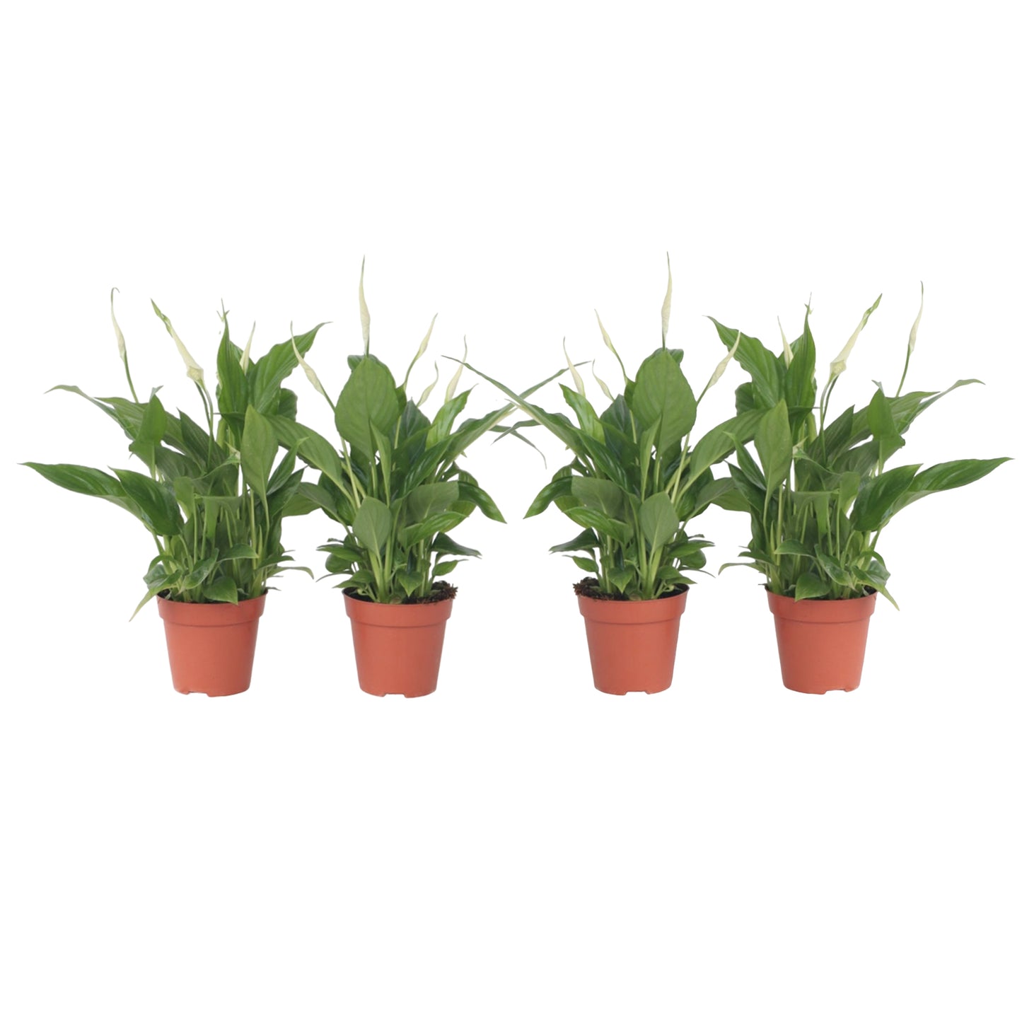 Peace Lilly