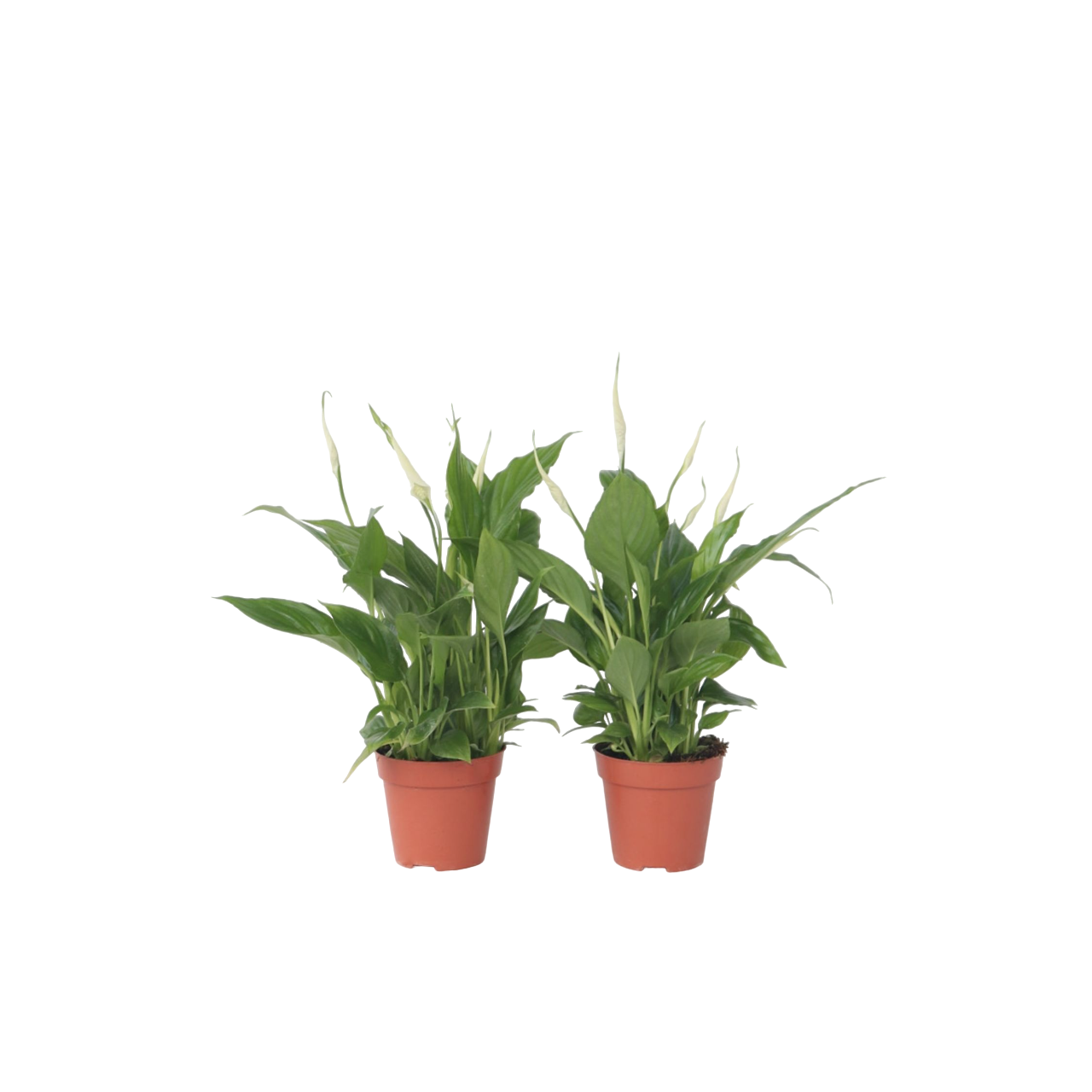 Peace Lilly