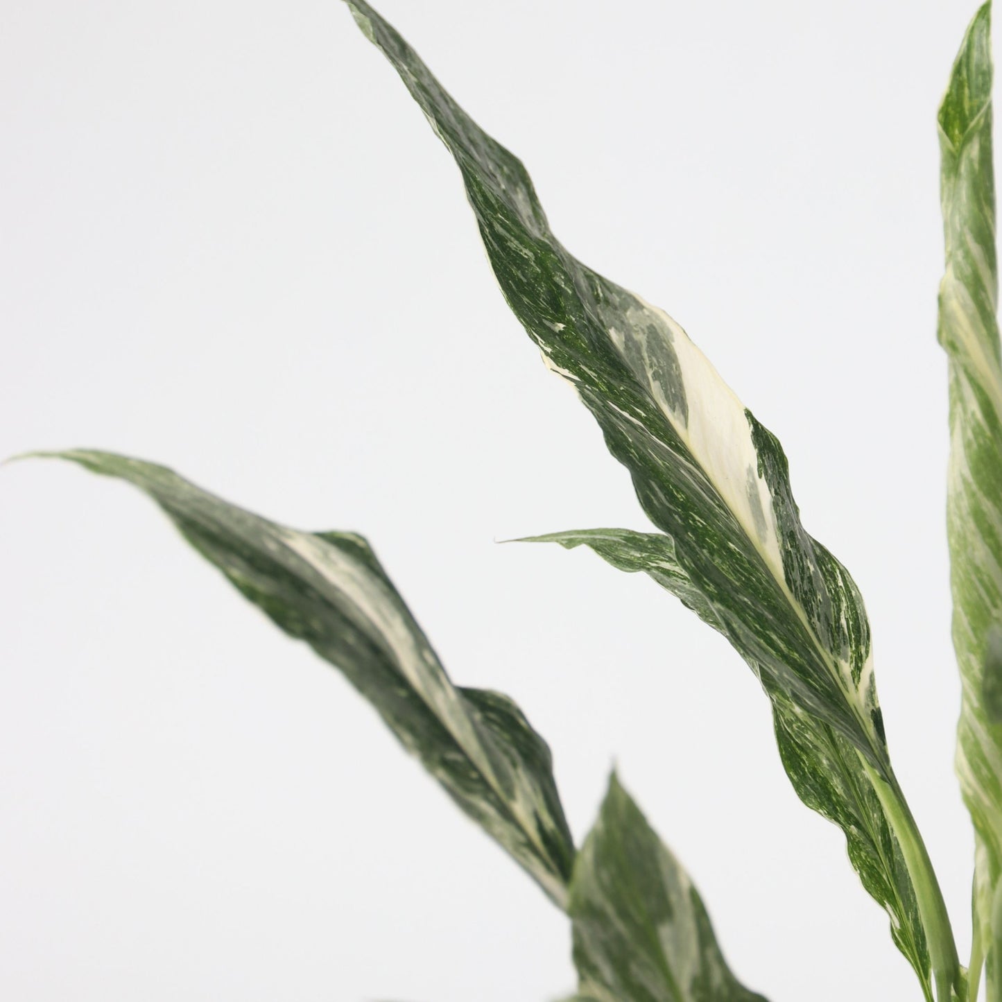 Peace Lilly