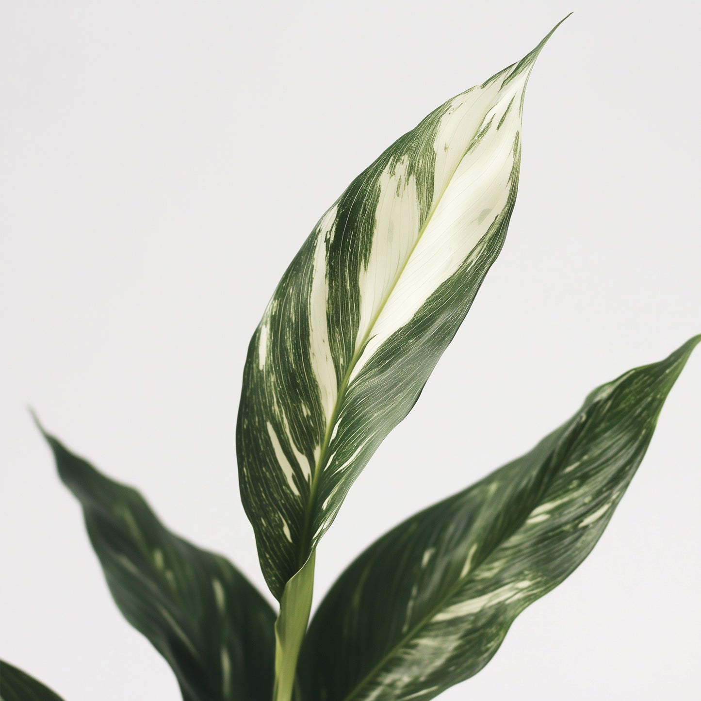 Peace Lilly