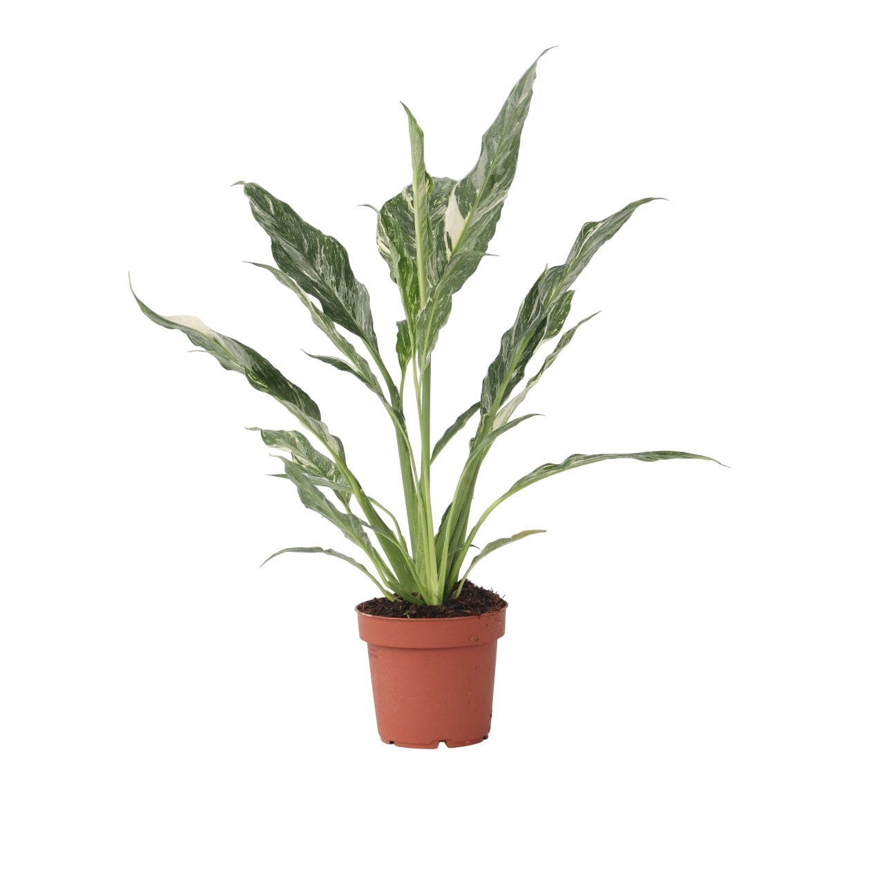 Peace Lilly