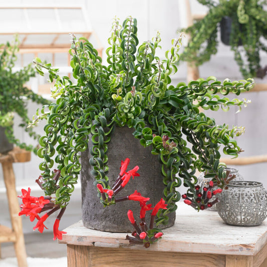 Lipstick Plant - Aeschynanthus pulcher
