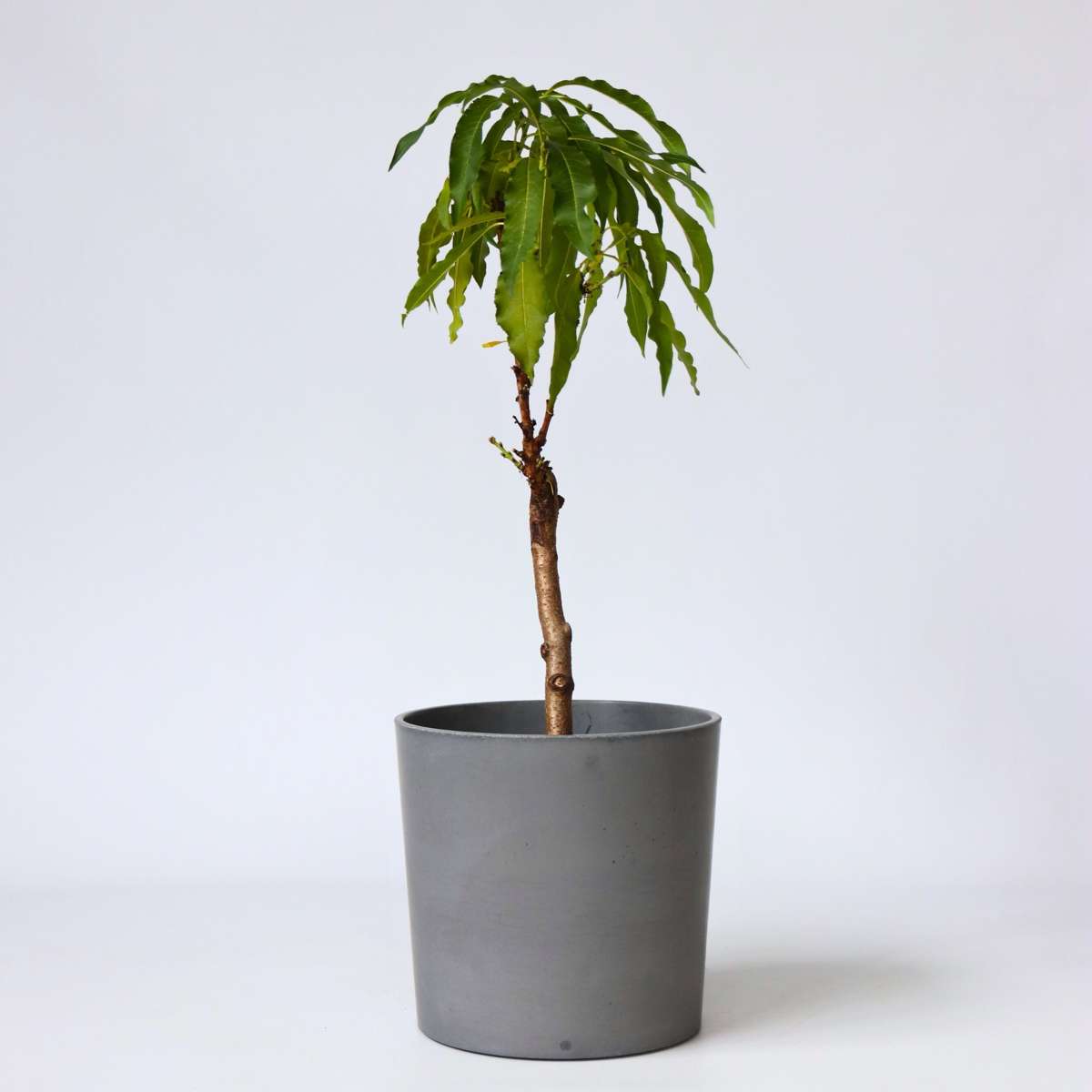 Florastore Peach Tree - Prunus 'Bonanza' - Height 60-70Cm - ⌀15Cm