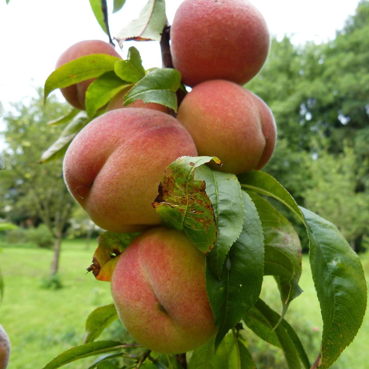 Florastore Peach Tree - Prunus 'Bonanza' - Height 60-70Cm - ⌀15Cm
