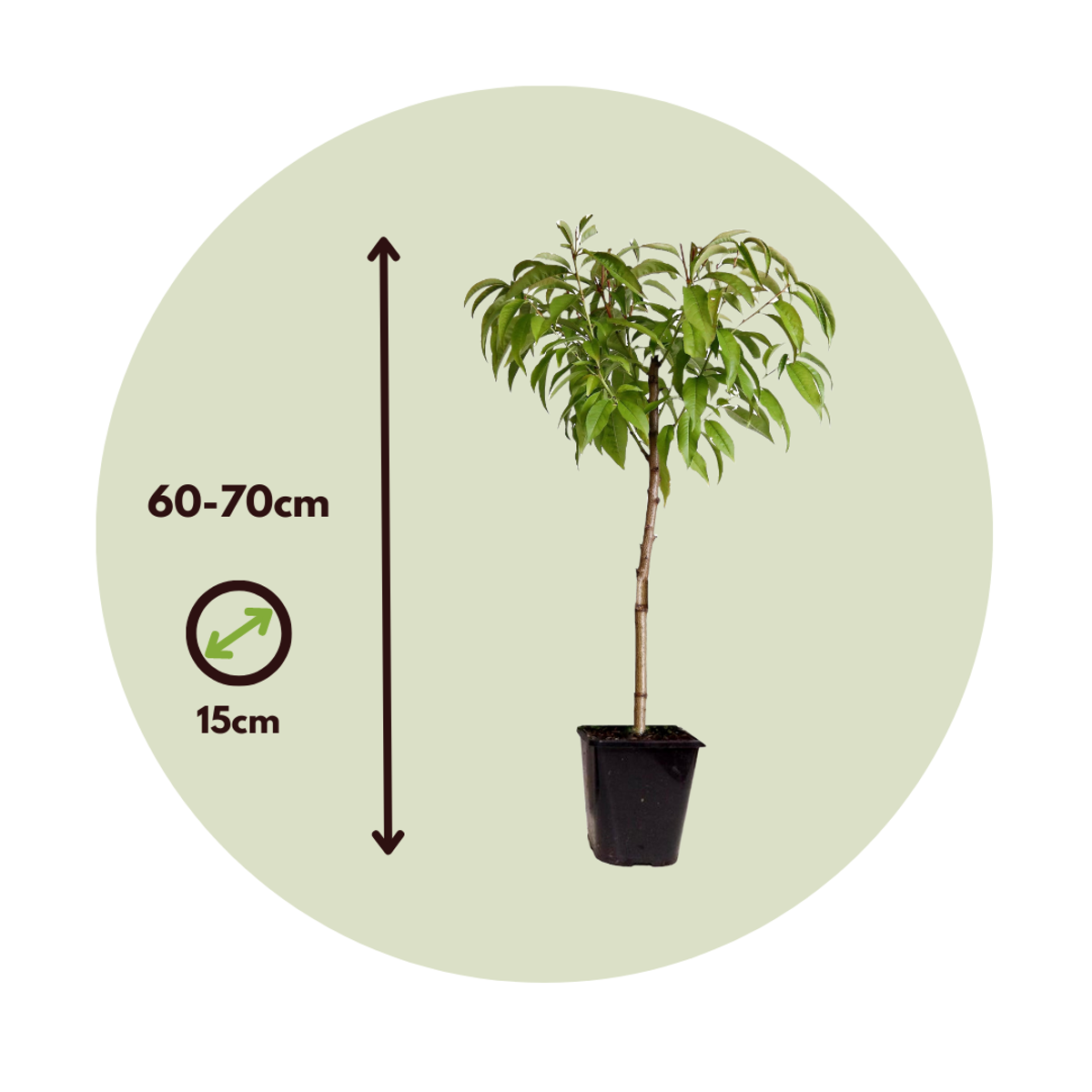 Florastore Peach Tree - Prunus 'Bonanza' - Height 60-70Cm - ⌀15Cm
