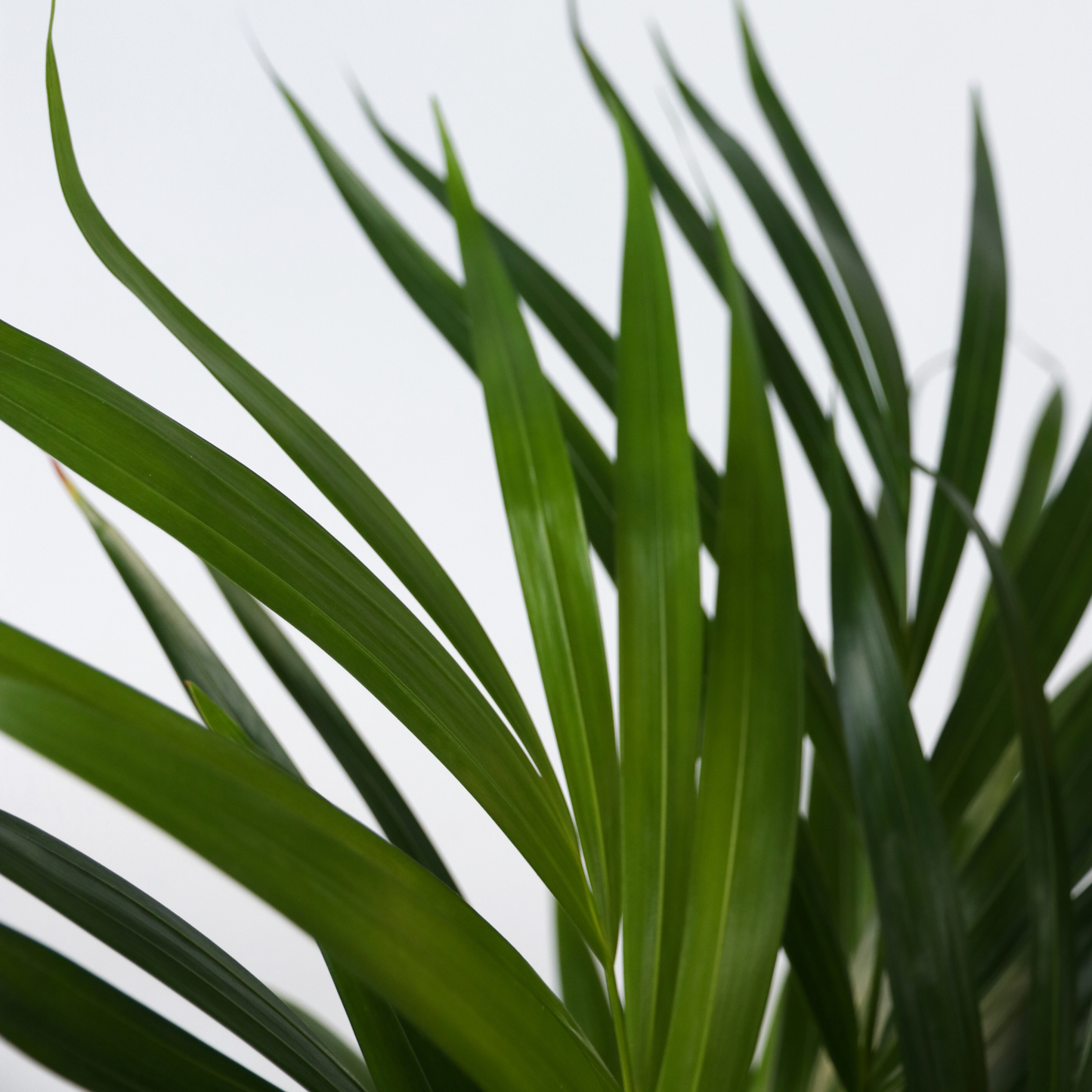 Peace Lilly
