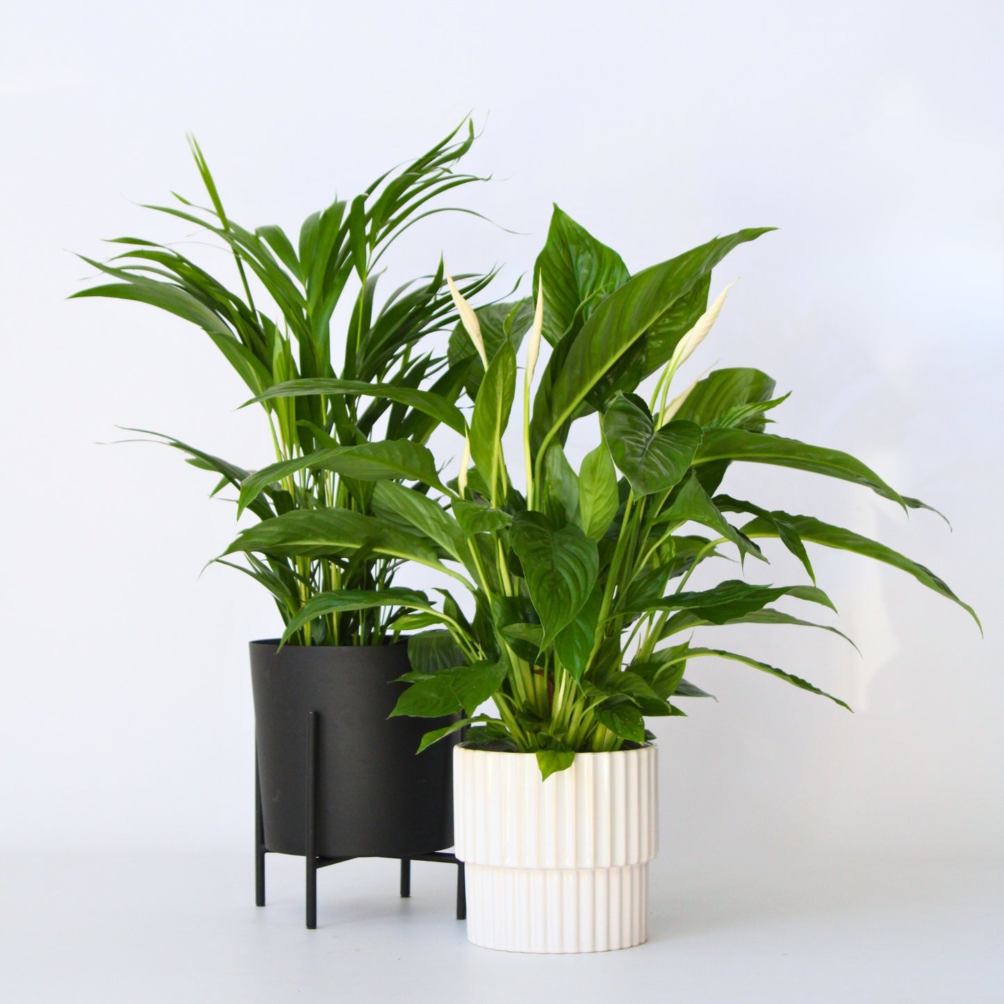 Peace Lilly