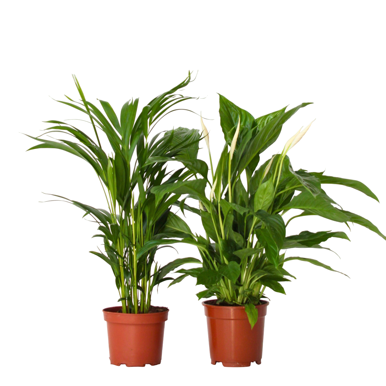 Peace Lilly
